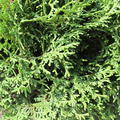 Thuja occidentalis Tiny Tim