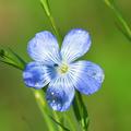 Lein, Linum perenne 