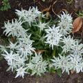 Leontopodium alpinum 'Zugspitze', Leontopodium alpinum