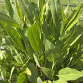 Lepidium latifolium, Pfefferkraut, ausdauernde Gartenkresse