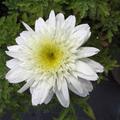 Leucanthemum x superbum 'Stina'