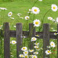 Leucanthemum vulgare 'Maiknigin'