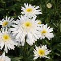 Leucanthemum x superbum 'Christine Hagemann'