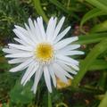 Leucanthemum x superbum 'Christine Hagemann', Sommer-Garten-Margerite