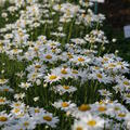 Leucanthemum x superbum 'Gruppenstolz'