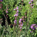 Liatris ligulistylis