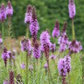 Liatris spicata