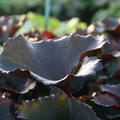 Ligularia dentata Britt Marie Crawford