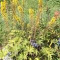 Ligularia przewalskii, Kerzen-Greiskraut, blhende Pflanze