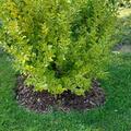 Ligustrum ovalifolium 'Aureum' XXL Pflanze, Ligustrum ovalifolium 'Aureum'