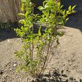 Ligustrum ovalifolium, Ligustrum ovalifolium