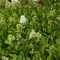 Ligustrum vulgare 'Atrovirens', Goldliguster, Hinrichs, XXL Pflanzen