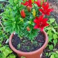 Lilie 'Bald Eagle' (5er Set), Lilium 'Bald Eagle'