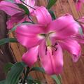 Lilie 'Pink Perfection' (5er Set), Lilium 'Pink Perfection'