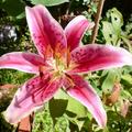 Lilium 'Stargazer', Blte