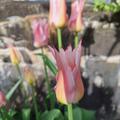 Lilienbltige Tulpe 'Ballade Lady', Tulipa 'Ballade Lady'
