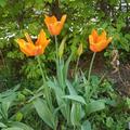 Lilienbltige Tulpe 'Ballerina', Tulipa 'Ballerina'