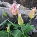 Lilienbltige Tulpe 'Elegant Lady', Tulipa 'Elegant Lady' 