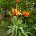 Lilienbltige Tulpe 'Fly Away', Tulipa 'Fly Away' 