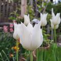 Lilienbltige Tulpe 'White Triumphator', Tulipa 'White Triumphator' 