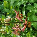 Lilium martagon 'Claude Shride', Trkenbundlilie 'Claude Shride', 