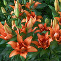 Lilie, Lilium, Double Love, Nijssen