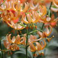 Trkenbundlilie 'Fairy Morning'