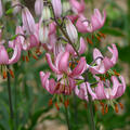 T�rkenbund, Lilium martagon Hybride Candy Morning