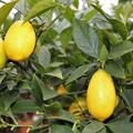 Limequat 'Tavares' (Citrus aurantifolia x Fortunella margarita 'Tavares')