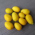 Citrus aurantifolia x Fortunella margarita 'Tavares, Limequat 'Tavares' 