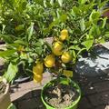 Citrus aurantifolia x Fortunella margarita 'Tavares, Limequat 'Tavares' 