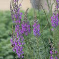 Linaria purpurea