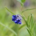 Lindelofia longiflora