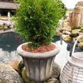 Lebensbaum, Thuja 'Little Giant'