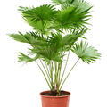 Livistonia rotundifolia (2pp), Tuff 2pp, im 24cm Topf, Hhe 105cm, Breite 70cm