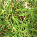 gelbliche Bambusbltter