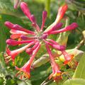Rotes Geissblatt 'Dropmore Scarlet', Blütenstand