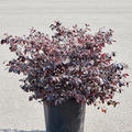Loropetalum chinense 'Ever Red', Busch, im 35cm Topf, Hhe 90cm, Breite 55cm