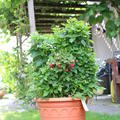 Lowberry Alltimer Baby Dwarf