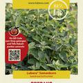 Oregano (Dost) Samen