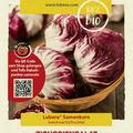 Zichoriensalat (Radicchio) 'TT 506'