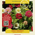 Zinnien 'Kalifornische Riesen'