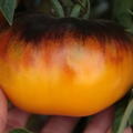 Heirloom Tomate 'Lucid Gem' (Solanum lycopersicum)