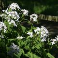 Lunaria redivia