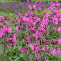 Lychnis flos-jovis 'Rolly's Favorite'  