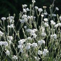 Lychnis coronaria 'Alba'