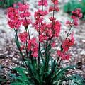 Lychnis viscaria, Staude, Pppel