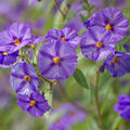 Enzianstrauch, Solanum rantonetti, Lycianthes
