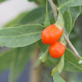 Goji, Sweet Success, Lubera Originale, Wildobst (quer)