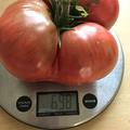 Lycopersicon esculentum, Freilandtomate 'Vivagrande', Ernte 2023: Monster-Tomate!